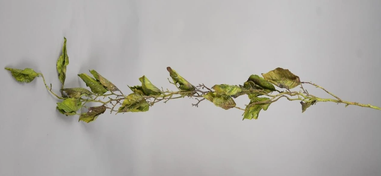 Pipal Leaf Natural Design Creeper
